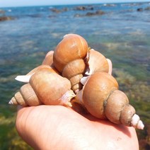 산지직송 동해안 백골뱅이 자연산 백고동 생물 골뱅이탕 1kg, (급냉) 백고동 소1kg (40-60미)