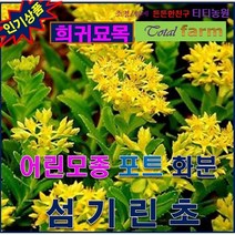 TB3/희귀야생화/포트묘/화분용/ 섬기린초 5주