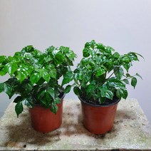 [나인에잇틴]1＋1 해피트리 소품 55, 1개