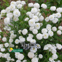 장미톱풀 [4포트](복남이네 야생화 모종 흰 겹 톱풀 야로우 화이트 여름)