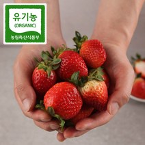강진농장 유기농 설향 딸기 토경재배, 1box, 1kg