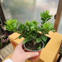 치자나무 향긋한 향기가득 인기꽃식물, 1개