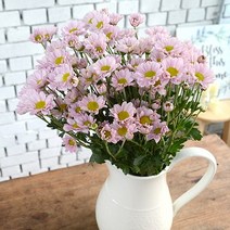 겨울국화꽃 소국화 생화택배 꽃다발, 핑크 소국
