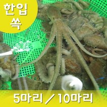 목포 세발낙지 (한입) 산소포장 산낙지 무안낙지 생낙지 낙지회 뻘낙지, 한입 세발낙지  15마리