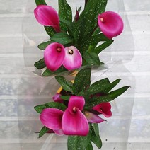 카라 핑크카라25 - 공기정화식물