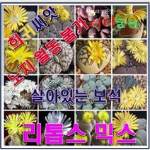 FP3/희귀씨앗/다육식물/리톱스 믹스/씨앗40 립