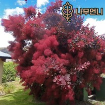안개나무 자엽안개 가림원예조경, 자엽안개(로얄퍼플) R3cm 스탠다드형, 1개