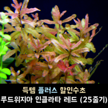 루드위지아 인클라타 레드 (25줄기)