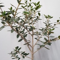올리브 대품 85~120cm 올리브나무, 1개