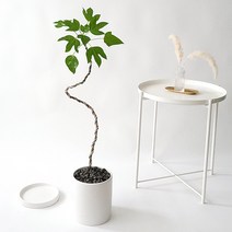 햇살농장 대형 황칠나무 인테리어 화분, 4.화이트세라믹화분+받침대