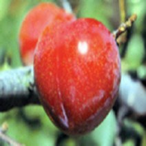 자두나무(추희)결실주(R3CM)묘목/e0236