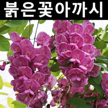 붉은꽃아까시 실생1년 뿌리(특) 3개/나무 묘목/활엽수/정원용