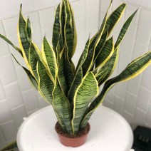 서비내 산세베리아 대형 높이 약 80cm 농장직영 공기정화식물 미세먼지 제거