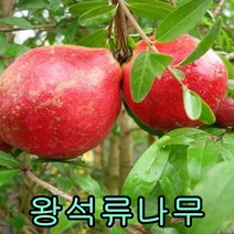 슈퍼왕석류나무 삽목2년 1그루+왕살구 접목1년 1그루 나무 묘목 나무판매 묘목판매