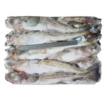 조은상사 동태5통 21.5kg 20마리 1박스 명태 코다리 선동명태, 동태5통 21.5kg1박스