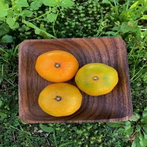[프레시푸드마켓] 제주 하우스감귤 특등급 3KG 5KG 10KG, 2.5KG(M)
