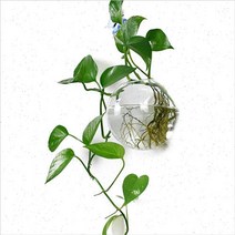 벽걸이 수족관 화분 아보카도 쿠바펄 꽃병수족관 인테리어 가습 워터히아신스 장미물배추 공기정화 풍선몰리 개운죽, 콤비네이션2(큰 만두 유리병 4개)