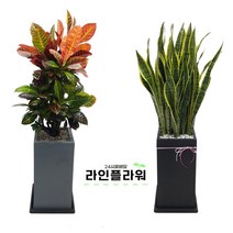 성남꽃배달 성남꽃집 개업화분, 검정, 고무나무