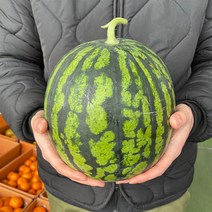 (용이다팜) 수분가득 꿀 수박 1+1=2통, 4~5kg 2통