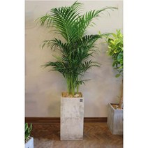 [예쁜화분/인테리어화분]아레카야자, 단품