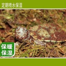 사육장 생물 케이지 유리장 비어디드래곤 거미 육지 야자벽돌 보습 매트박스 브라질 거북 겨울잠용품 보온 달팽000173967, 02 T18 프리미엄 코코넛 벽돌 2장 사서