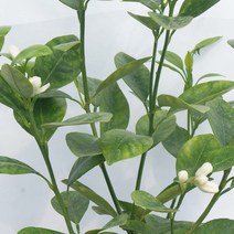 열대 과일 결실주 칼라만시 깔라만시 접목 나무 묘목 화분 열매 키우기