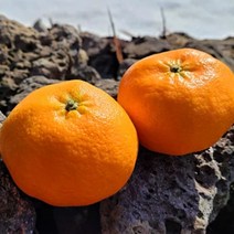 제주 하우스 감귤 황금향 선물 2kg 3kg 5kg, 로얄소과