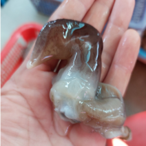 특품 남당항 손질 새조개 샤브샤브 세트(1kg 실중량 200-250g 내외), 샤브샤브야채+칼국수+초장+쭈꾸미(500g), 2kg(400-500g내외)