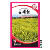 유채꽃 1kg / 유채꽃씨앗 유채꽃씨 꽃씨 화단 꽃밭 정원