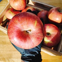 대감댁 못난이 낙과 흠과 흠집 부사 사과 10kg 쥬스용 주스용 10키로, 부사 주스용사과 10kg, 1개