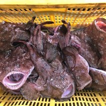 산지직송 급랭 아귀 1kg 손질아구 순살아귀 간 위, 아귀위(대창)-1kg, 1개