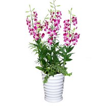 엔젤플라워 화려한서양란 BEST 개업호접란 만천홍 기념일선물, A21 덴파레(대)