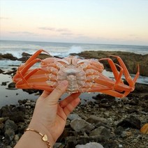 자연맛남 [신선담다] 산지직송 자숙 홍게 3kg 10-12미(일반형)