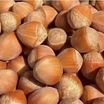 중국 직수입 햇 깸 개암 쩐즈 헤이즐넛 개암나무열매, 햇개암(깸) 500g, 1개