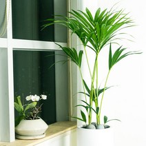 PFO008 행사 축하 화분 겐자야자/화사/우아함/사무실 매장 카페 분위기를 상큼/싱그롭게