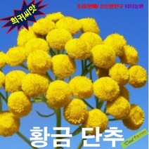 (희귀씨앗) 황금단추 쑥국화 탄지(Tansy) 15 립, 상세페이지 참조
