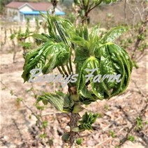 [분이네농원] 강원도 진고개 노지 개두릅(엄나무순) 4kg, 1개