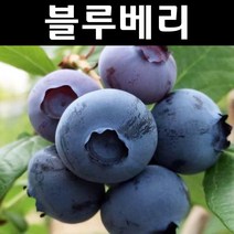 블루베리나무 묘목(한나초이스) 7치화분 결실주 1개/유실수 과실수, 1개
