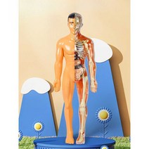 소형 인체모형 조립식 분해 기관 3D 분리형 인체구조, 투명 - 마네킹