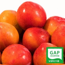 경북의성 노지 자두 3kg/도담(왕특대과)