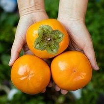 봉지 단감 5kg / 10kg, 단감5kg:27과내외