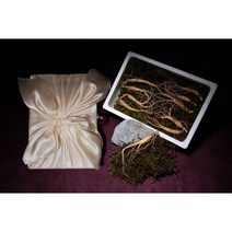 [고급포장]무농약 한국야생산양삼 10년근 5뿌리 강원도 평창 800미터 고지대 뿌리까지 살아있는 산양삼 설 선물세트 백세자연산삼