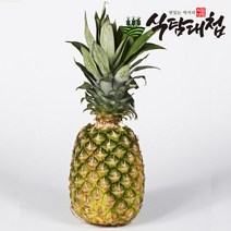 식탐대첩 필리핀 파인애플 10개 (개당1.2kg내외), 단품