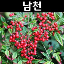 남천 키1m 3개/나무 묘목/활엽수/정원용