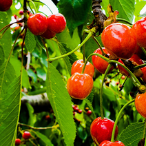 [모아하우스] Cherry tree 라핀체리 빨간열매나무 묘목 접목 1년, 03. 레드골드