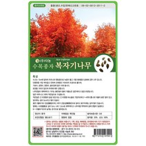 복자기단풍나무씨앗 20g, 없음, 1개