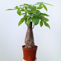 꽃파는농부 - 이국적인 분위기를 자아내는 독특한 공기정화식물 파키라(대품), 1개