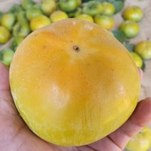 내고향푸드 국내산 단감 5kg ~ 10kg, 진영단감10kg(45과내외)