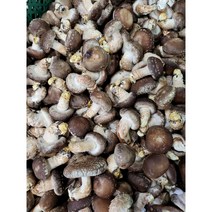 [젊은농부] 송화버섯 못난이 5kg 10kg 업소용 음식점 공품 파지 건조용 국물용, 못난이5kg