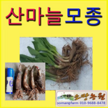 (W소망)산마늘모종(약6-7년생 종근)30촉 명이나물모종, 1개
